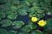 Yellow flowers on green lily pads.