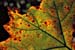 Backlit fall leaf.